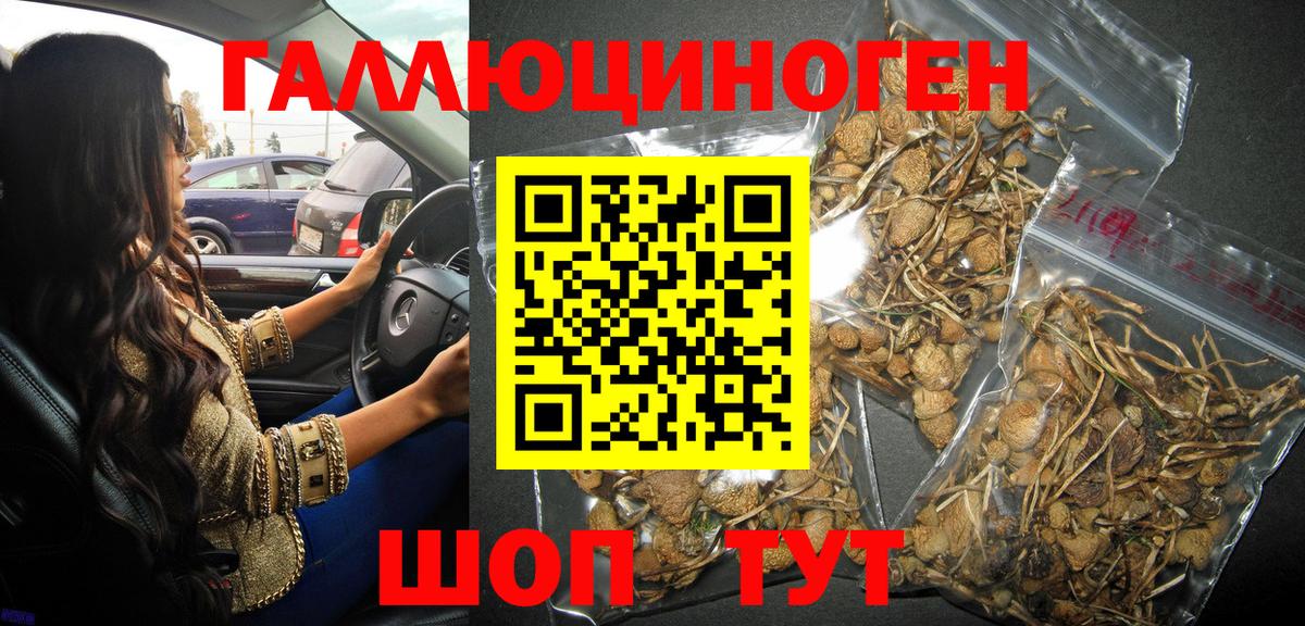 Галлюциногенные грибы Psilocybe  Вход с VPN  Псилоцибиновые грибы GOLDEN TEACHER  Новоалександровск 