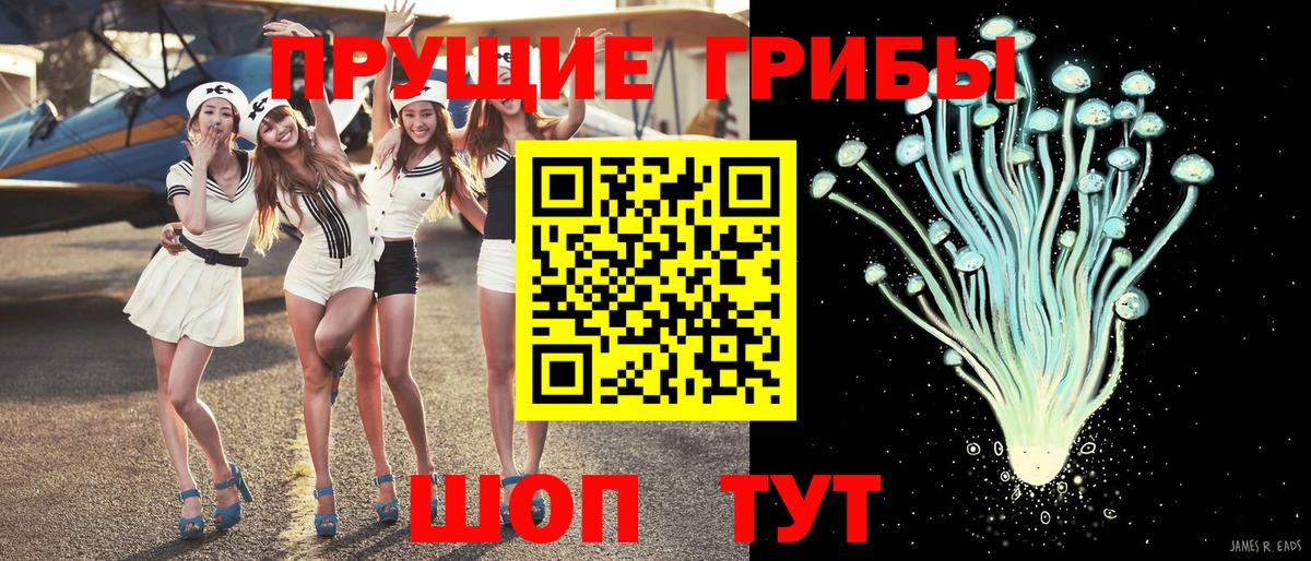 Псилоцибиновые грибы Psilocybe Новоалександровск